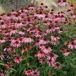 Třapatkovka nachová - Echinacea purpurea