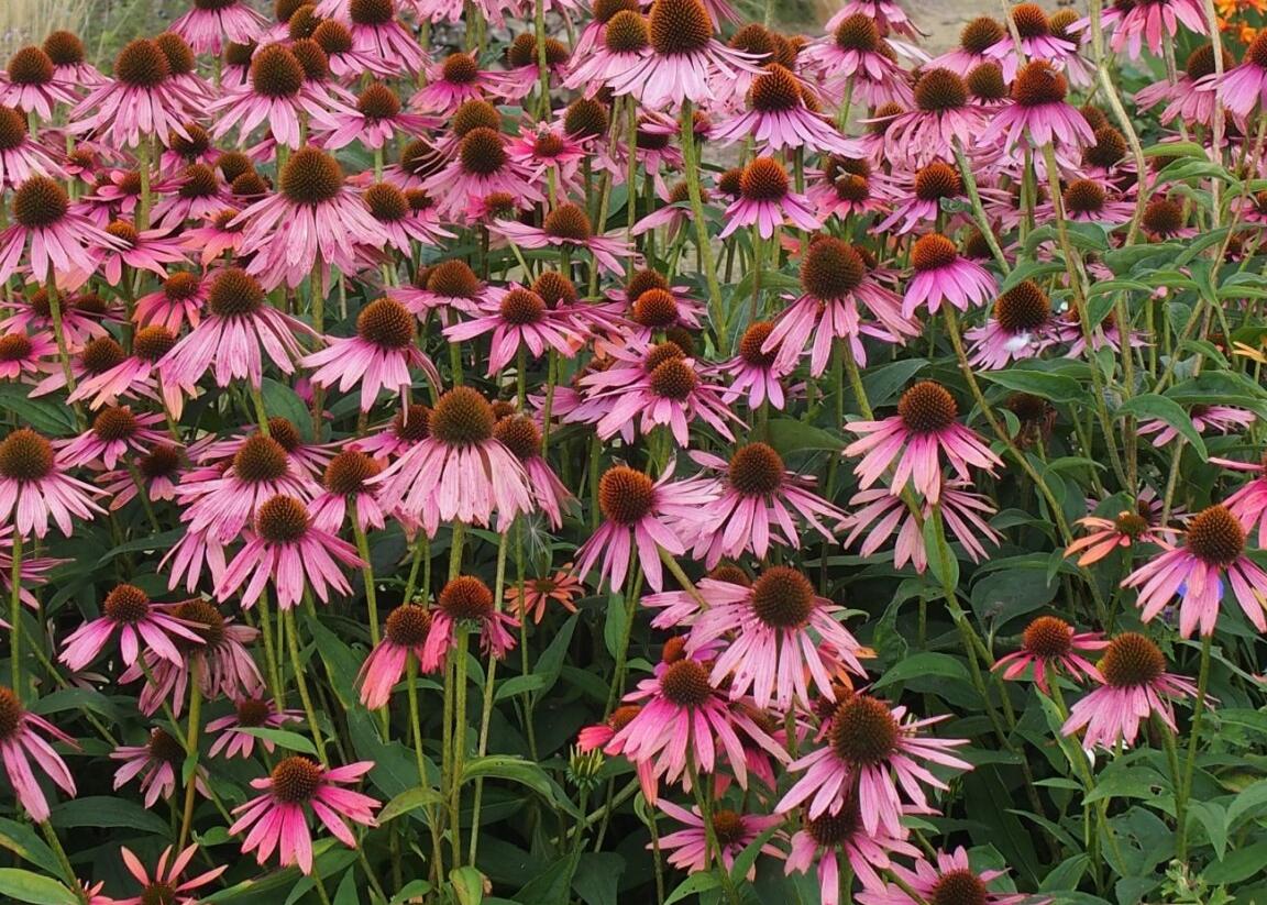 Třapatkovka nachová - Echinacea purpurea