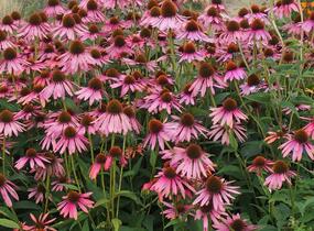 Třapatkovka nachová - Echinacea purpurea