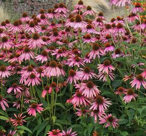 Třapatkovka nachová - Echinacea purpurea