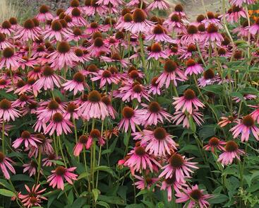 Třapatkovka nachová