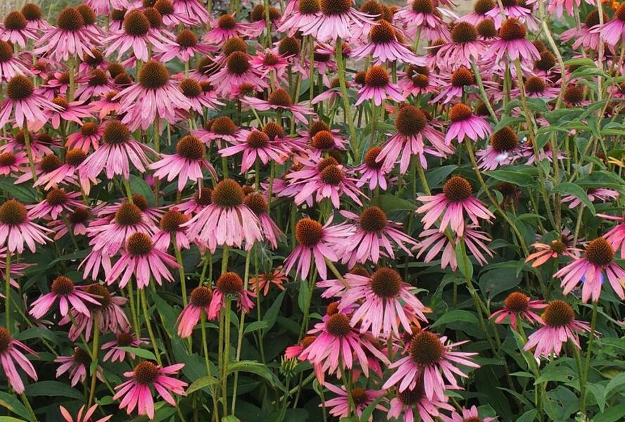Třapatkovka nachová - Echinacea purpurea