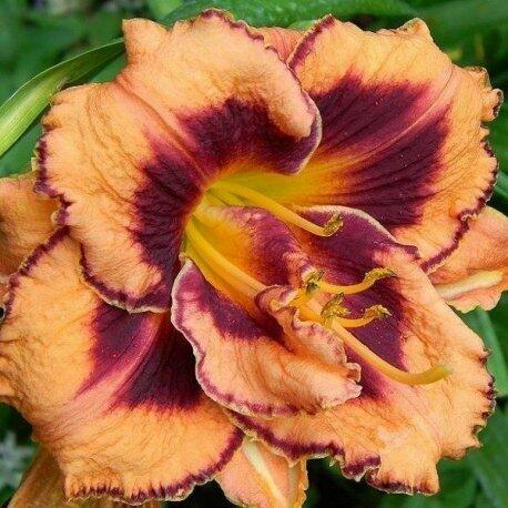 Denivka 'Exploded Pumpkin' - Hemerocallis 'Exploded Pumpkin'