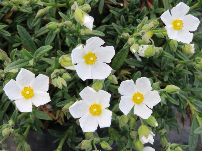 Halimiocistus sahucii - Halimiocistus sahucii