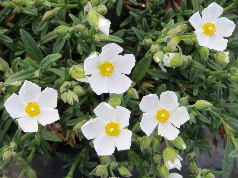 Halimiocistus sahucii - Halimiocistus sahucii