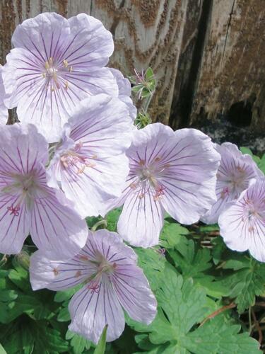 Kakost himalájský 'Derrick Cook' - Geranium himalayense 'Derrick Cook'