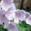 Kakost himalájský 'Derrick Cook' - Geranium himalayense 'Derrick Cook'