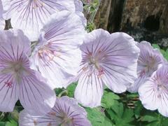 Kakost himalájský 'Derrick Cook' - Geranium himalayense 'Derrick Cook'