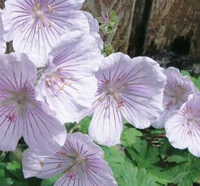 Kakost himalájský 'Derrick Cook' - Geranium himalayense 'Derrick Cook'