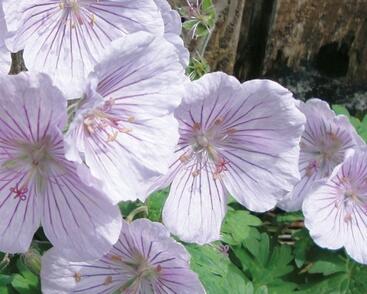 Kakost himalájský 'Derrick Cook'