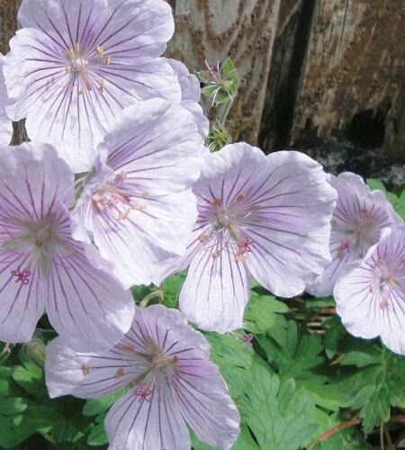 Kakost himalájský 'Derrick Cook' - Geranium himalayense 'Derrick Cook'