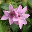 Plamének 'Hagley Hybrid' - Clematis 'Hagley Hybrid'