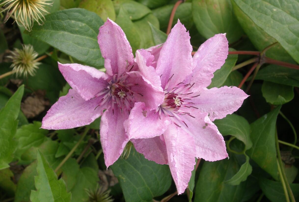 Plamének 'Hagley Hybrid' - Clematis 'Hagley Hybrid'