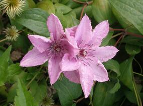 Plamének 'Hagley Hybrid' - Clematis 'Hagley Hybrid'
