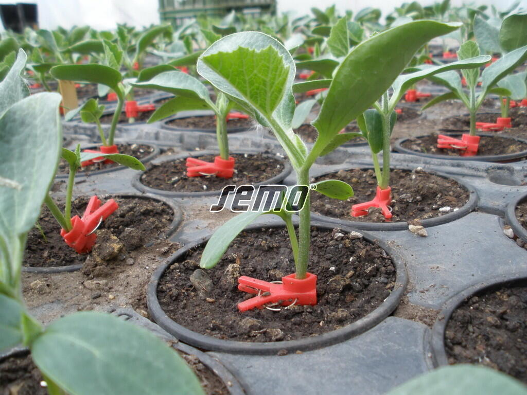 Tykev - podnož k roubování 'Sprinter' F1 - Cucurbita 'Sprinter' F1