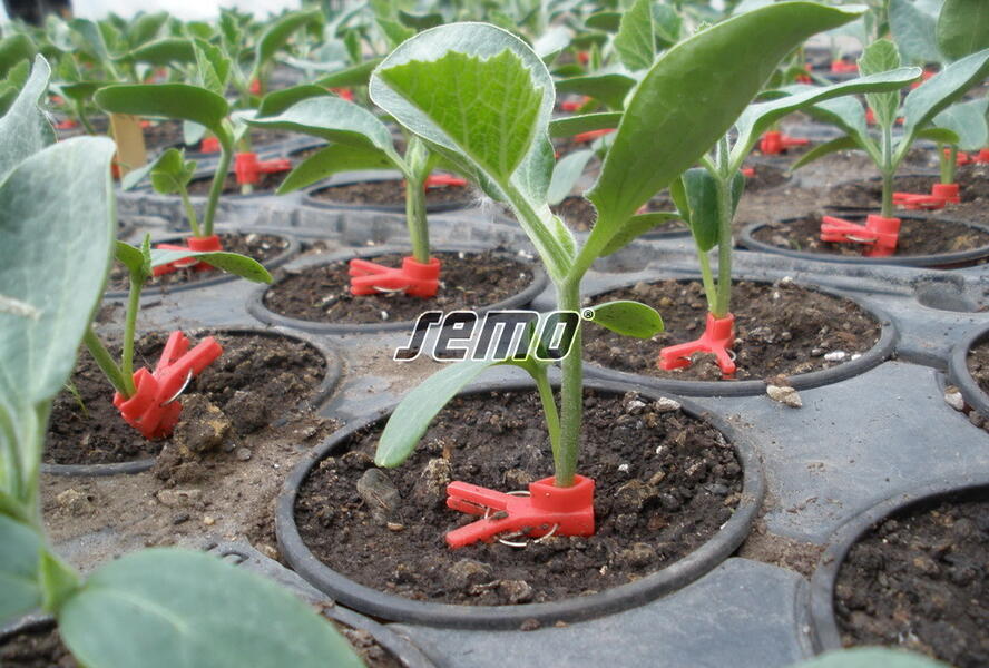 Tykev - podnož k roubování 'Sprinter' F1 - Cucurbita 'Sprinter' F1