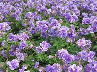 Kakost himalájský 'Plenum' - Geranium himalayense 'Plenum'