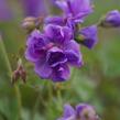 Kakost himalájský 'Plenum' - Geranium himalayense 'Plenum'