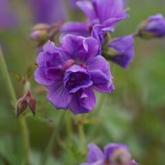 Kakost himalájský 'Plenum' - Geranium himalayense 'Plenum'