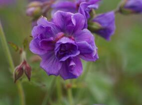 Kakost himalájský 'Plenum' - Geranium himalayense 'Plenum'