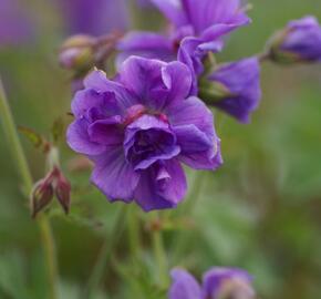 Kakost himalájský 'Plenum' - Geranium himalayense 'Plenum'