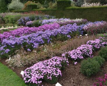 Hvězdnice keříčkovitá mix