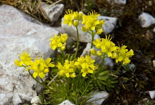Chudina vždyzelená - Draba aizoides