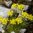 Chudina vždyzelená - Draba aizoides