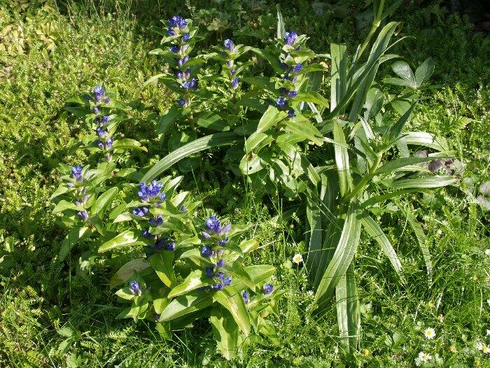 Hořec křížatý - Gentiana cruciata