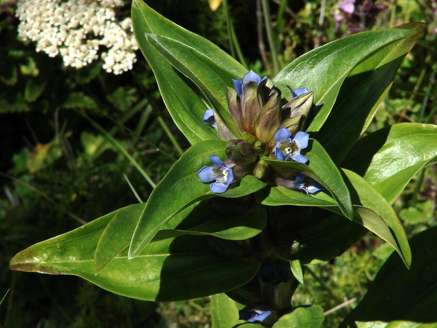 Hořec křížatý - Gentiana cruciata