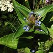 Hořec křížatý - Gentiana cruciata