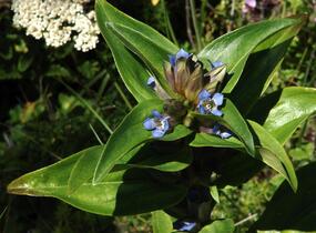Hořec křížatý - Gentiana cruciata