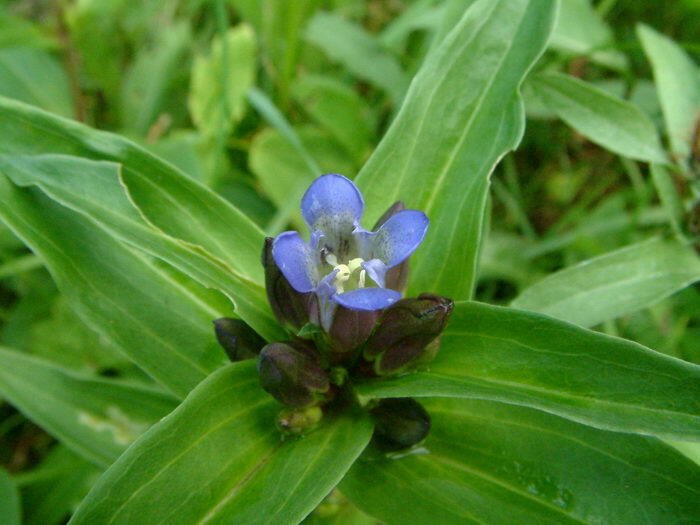 Hořec křížatý - Gentiana cruciata