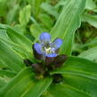 Hořec křížatý - Gentiana cruciata