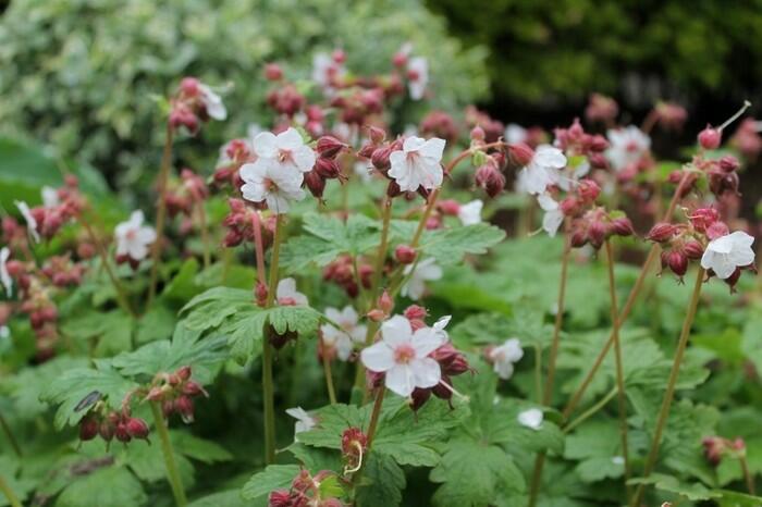 Kakost oddenkatý 'Spessart' - Geranium macrorrhizum 'Spessart'