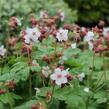 Kakost oddenkatý 'Spessart' - Geranium macrorrhizum 'Spessart'