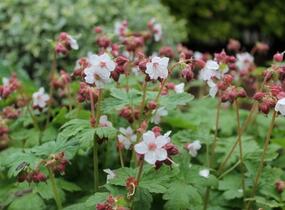 Kakost oddenkatý 'Spessart' - Geranium macrorrhizum 'Spessart'