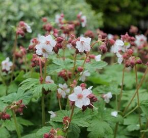 Kakost oddenkatý 'Spessart' - Geranium macrorrhizum 'Spessart'