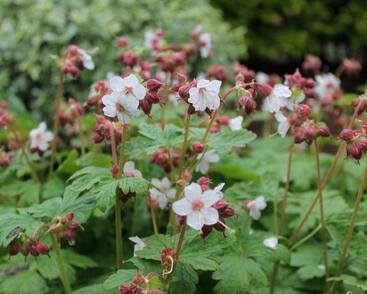 Kakost oddenkatý 'Spessart'