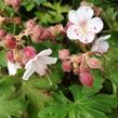 Kakost oddenkatý 'Spessart' - Geranium macrorrhizum 'Spessart'