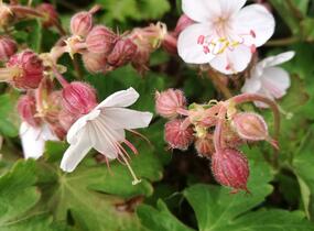 Kakost oddenkatý 'Spessart' - Geranium macrorrhizum 'Spessart'
