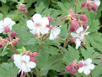 Kakost oddenkatý 'Spessart' - Geranium macrorrhizum 'Spessart'