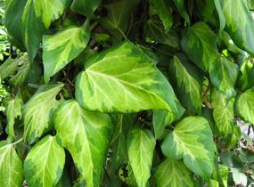 Břečťan kavkazský 'Sulphur Heart' - Hedera colchica 'Sulphur Heart'