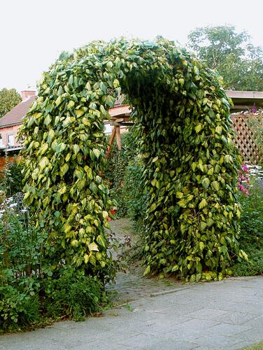 Břečťan kavkazský 'Sulphur Heart' - Hedera colchica 'Sulphur Heart'