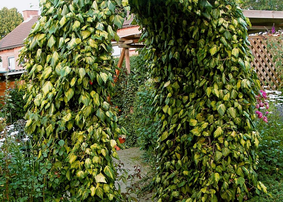 Břečťan kavkazský 'Sulphur Heart' - Hedera colchica 'Sulphur Heart'