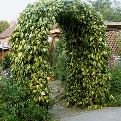 Břečťan kavkazský 'Sulphur Heart' - Hedera colchica 'Sulphur Heart'