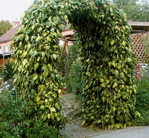 Břečťan kavkazský 'Sulphur Heart' - Hedera colchica 'Sulphur Heart'