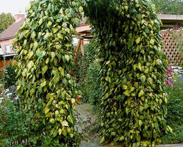 Břečťan kavkazský 'Sulphur Heart'