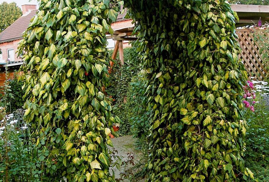 Břečťan kavkazský 'Sulphur Heart' - Hedera colchica 'Sulphur Heart'