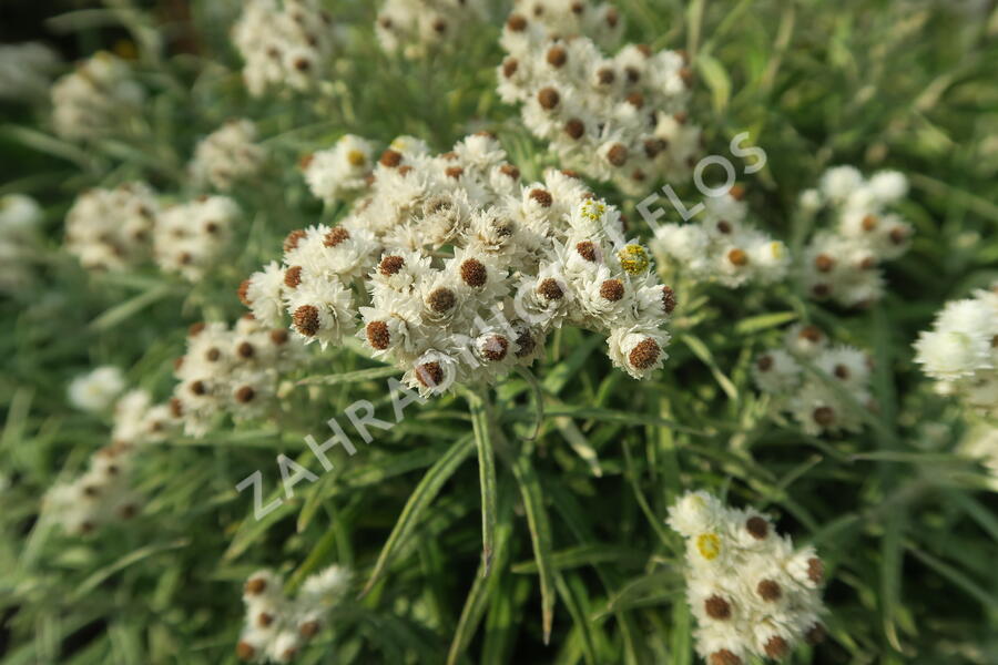Plesnivka perlová 'Neuschnee' - Anaphalis margaritacea 'Neuschnee'